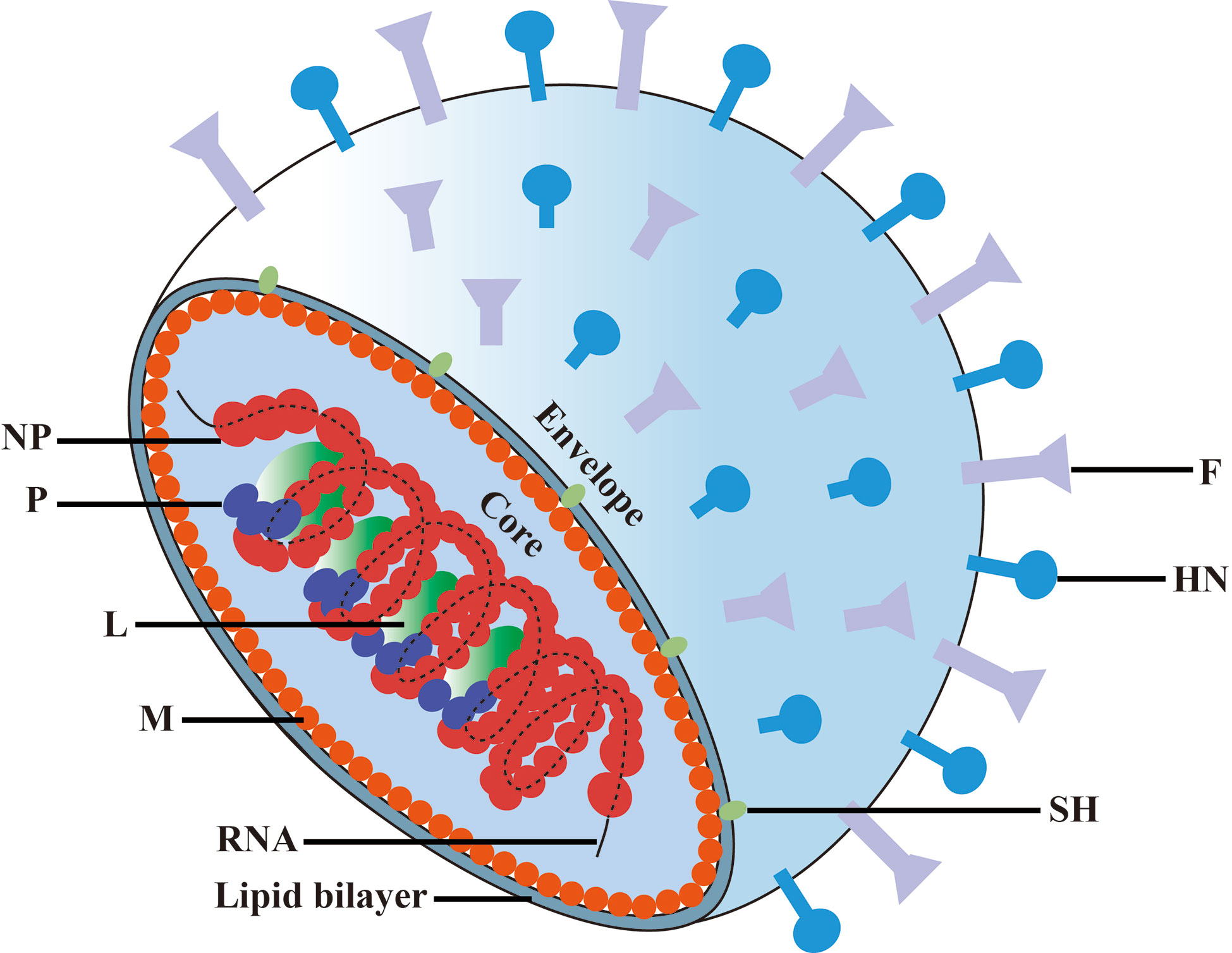 mumps virus diagram