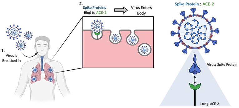 图2 - SARS-CoV-2在人类中建立感染的机制。
