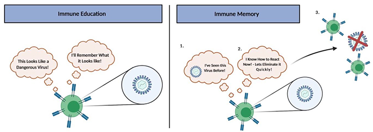 图4 -免疫教育和记忆。
