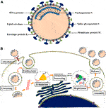 Frontiers | Plant Products As Inhibitors Of Coronavirus 3CL Protease ...