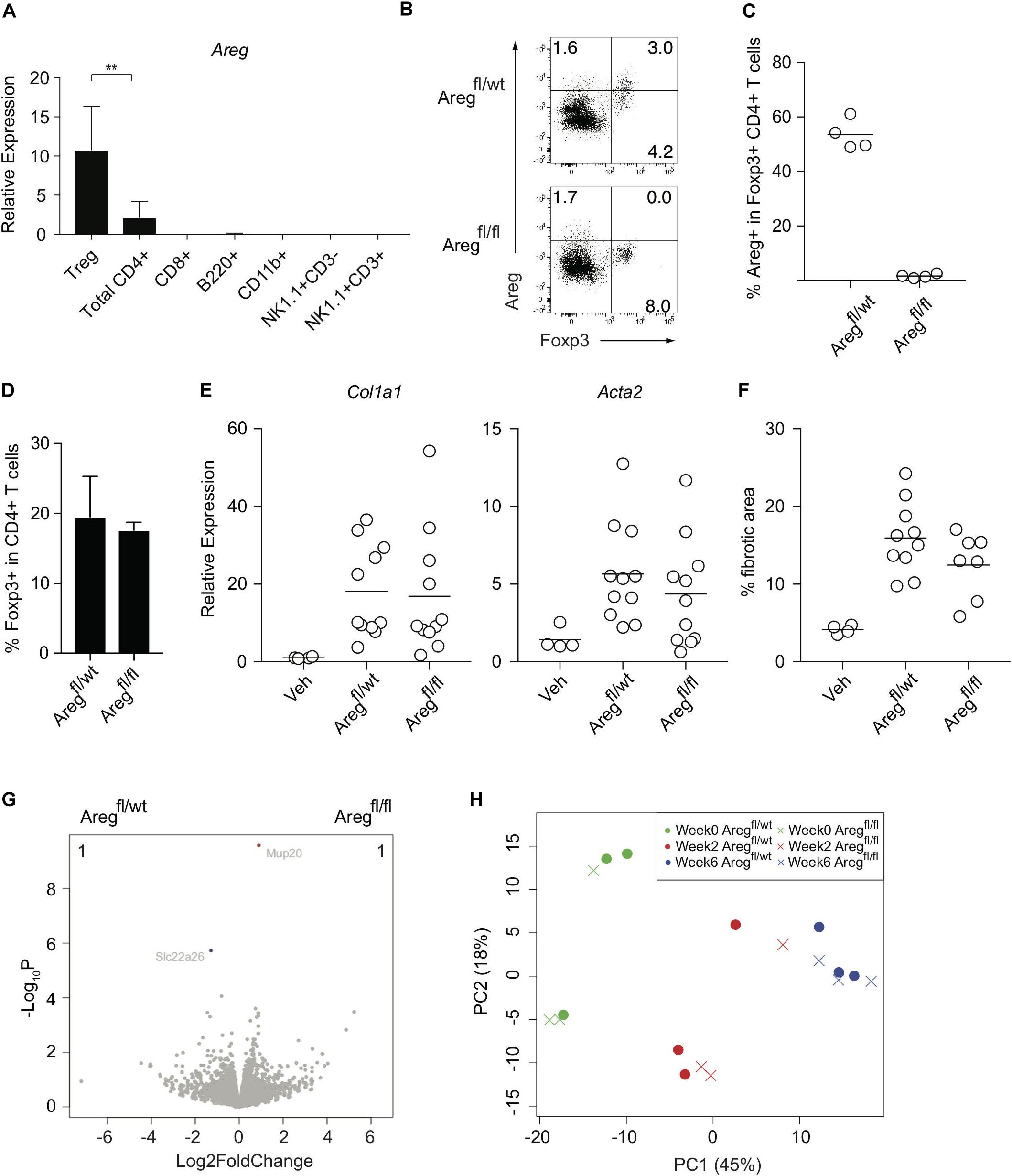 Frontiers Foxp3 Regulatory T Cells Inhibit Ccl4 Induced Liver Inflammation And Fibrosis By Regulating Tissue Cellular Immunity Immunology