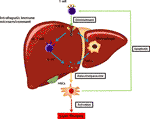 Frontiers | The T Cell Receptor Immune Repertoire Protects the Liver ...