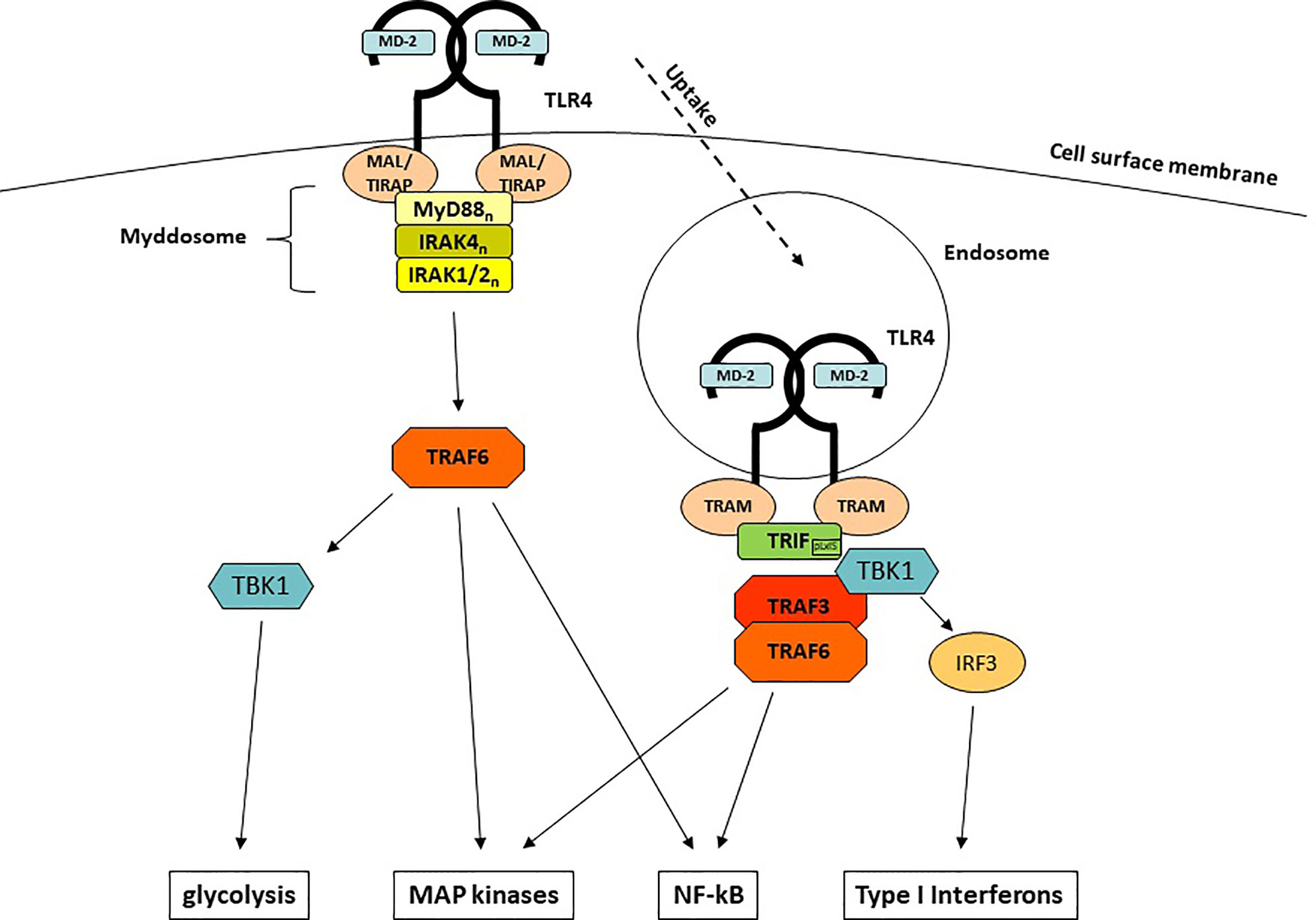 Inflammation Pathway