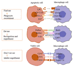 Frontiers | Potential Mechanisms and Effects of Efferocytosis in ...