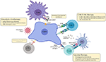 Frontiers | Glioblastoma Immune Landscape and the Potential of New ...