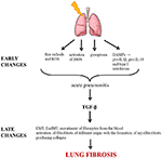 Frontiers | Scarred Lung. An Update on Radiation-Induced Pulmonary ...