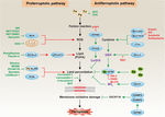 Frontiers | Oxidative Damage and Antioxidant Defense in Ferroptosis ...