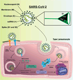 Frontiers Pathophysiology Of Sars Cov In Lung Of Diabetic Patients Physiology