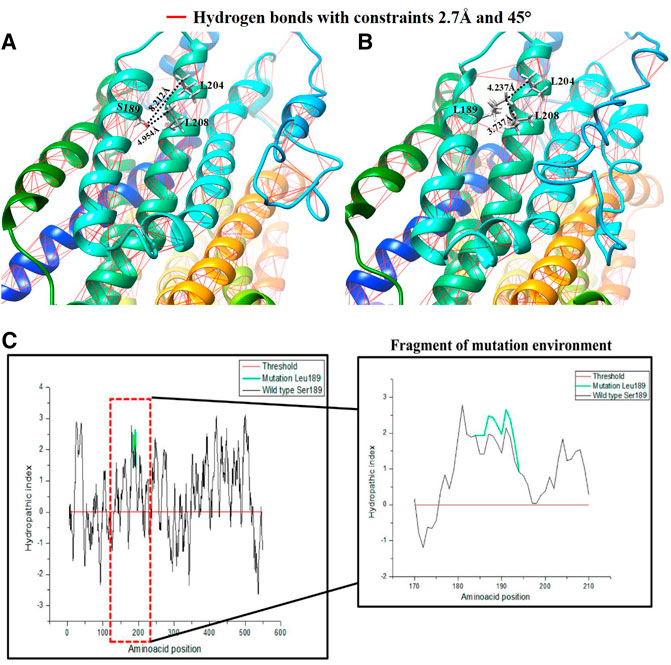 Analysis of evolutionary conserved amino acid residues of hOCT1 by