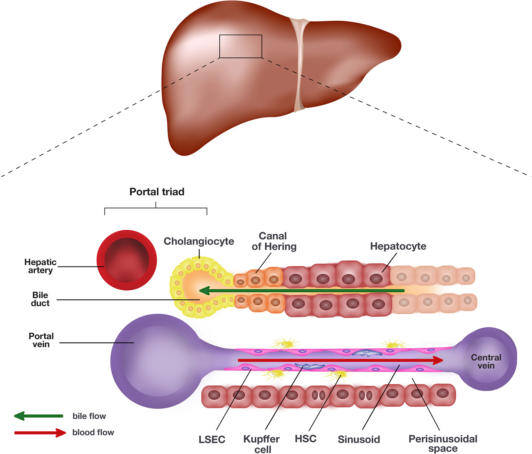 liver cells structure and function