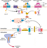 Frontiers | G Protein-Coupled Receptors in Taste Physiology and ...