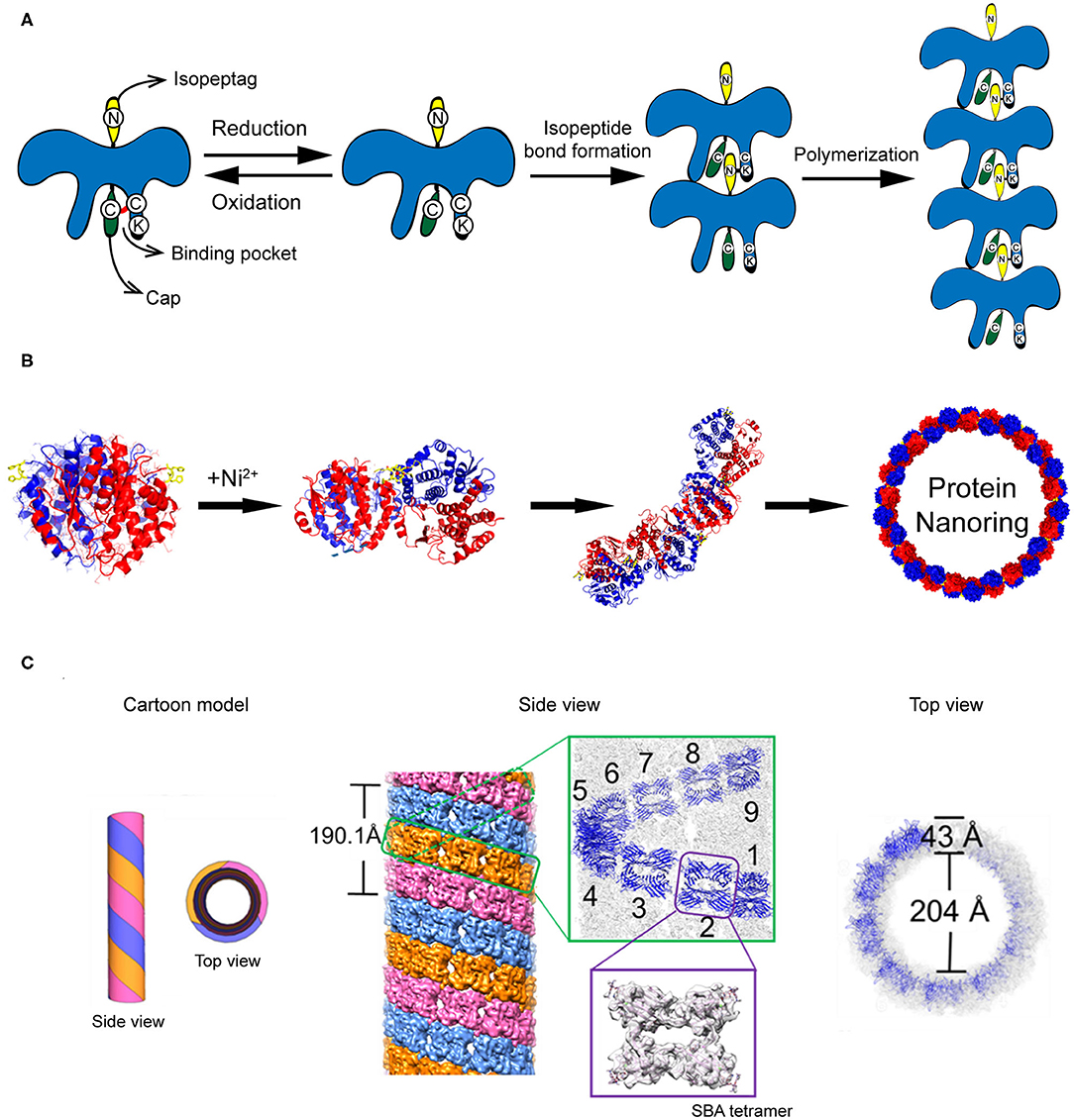 Frontiers Rationally Designed Protein Building Blocks For 