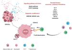 Frontiers | Immune Adaptation of Colorectal Cancer Stem Cells and Their ...