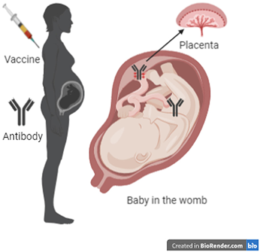 图1——当一个疫苗是给一个孕妇,她使抗体。