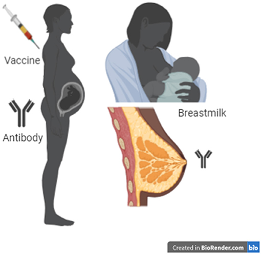 图2——当一个疫苗是给一个孕妇,她就会产生抗体,在母乳。