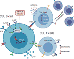 Frontiers | HDAC6 Inhibition Alleviates CLL-Induced T-Cell Dysfunction ...