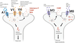 Frontiers | Involvement of Neural Transient Receptor Potential Channels ...