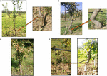 Frontiers | Mechanisms Underlying Graft Union Formation And Rootstock ...