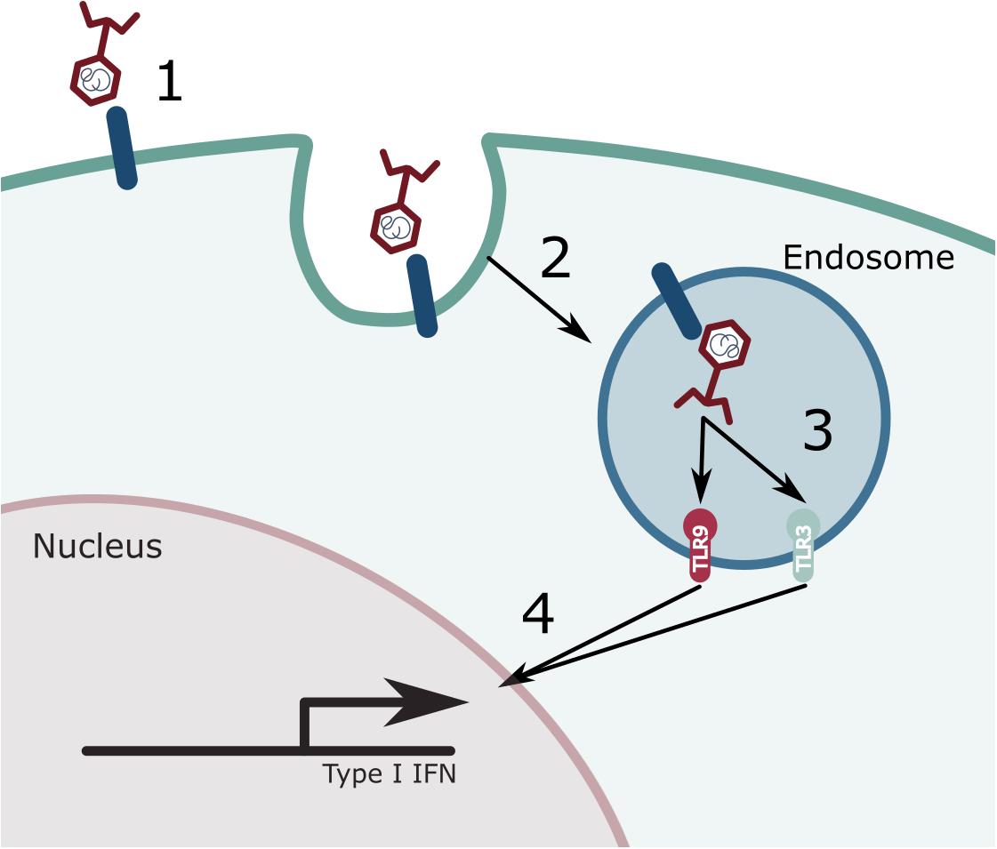 Frontiers | The Rationale for Using Bacteriophage to Treat and