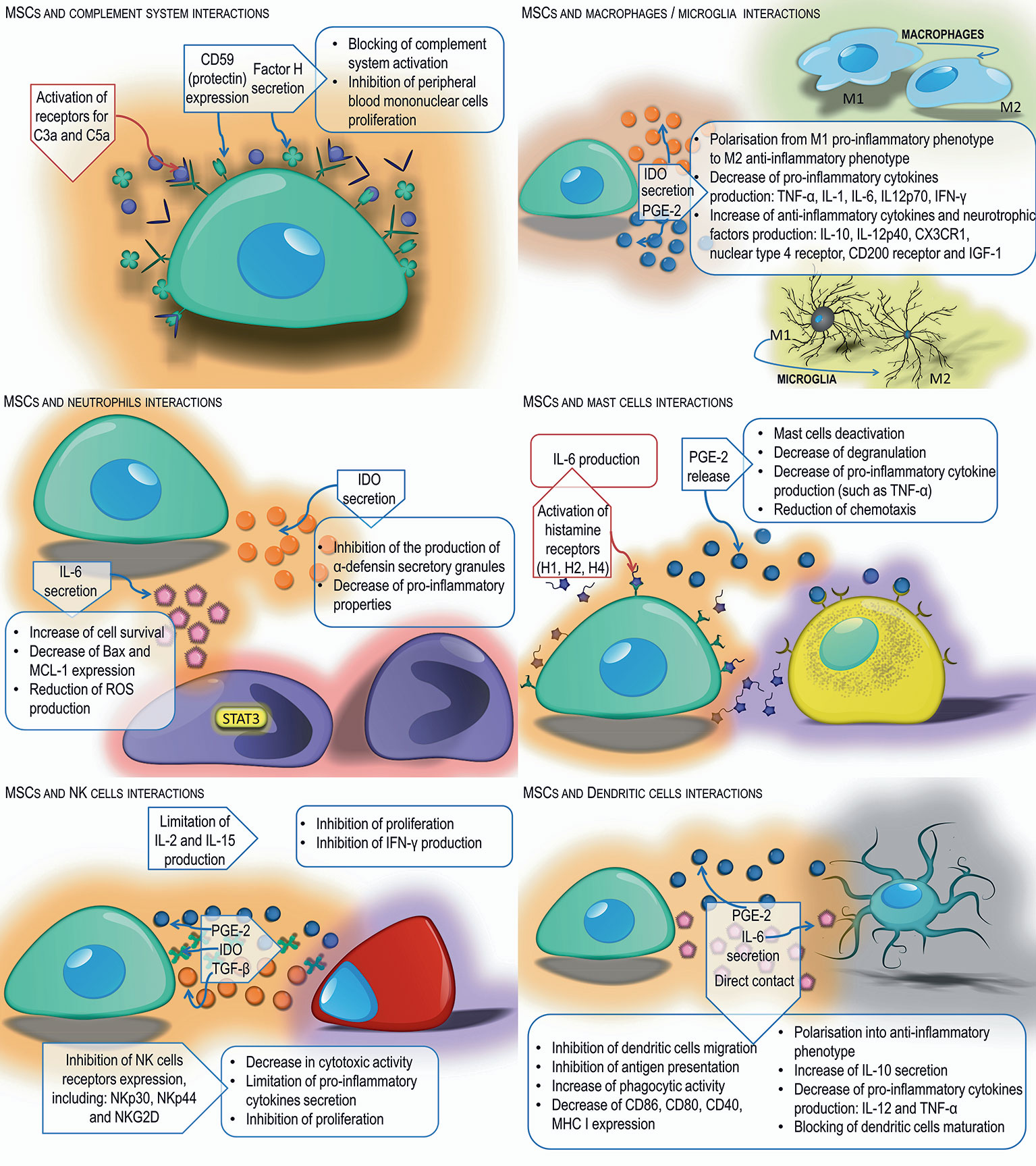 Mesenchymal stem cells: immunobiology and role in immunomodulation and  tissue regeneration - Cytotherapy