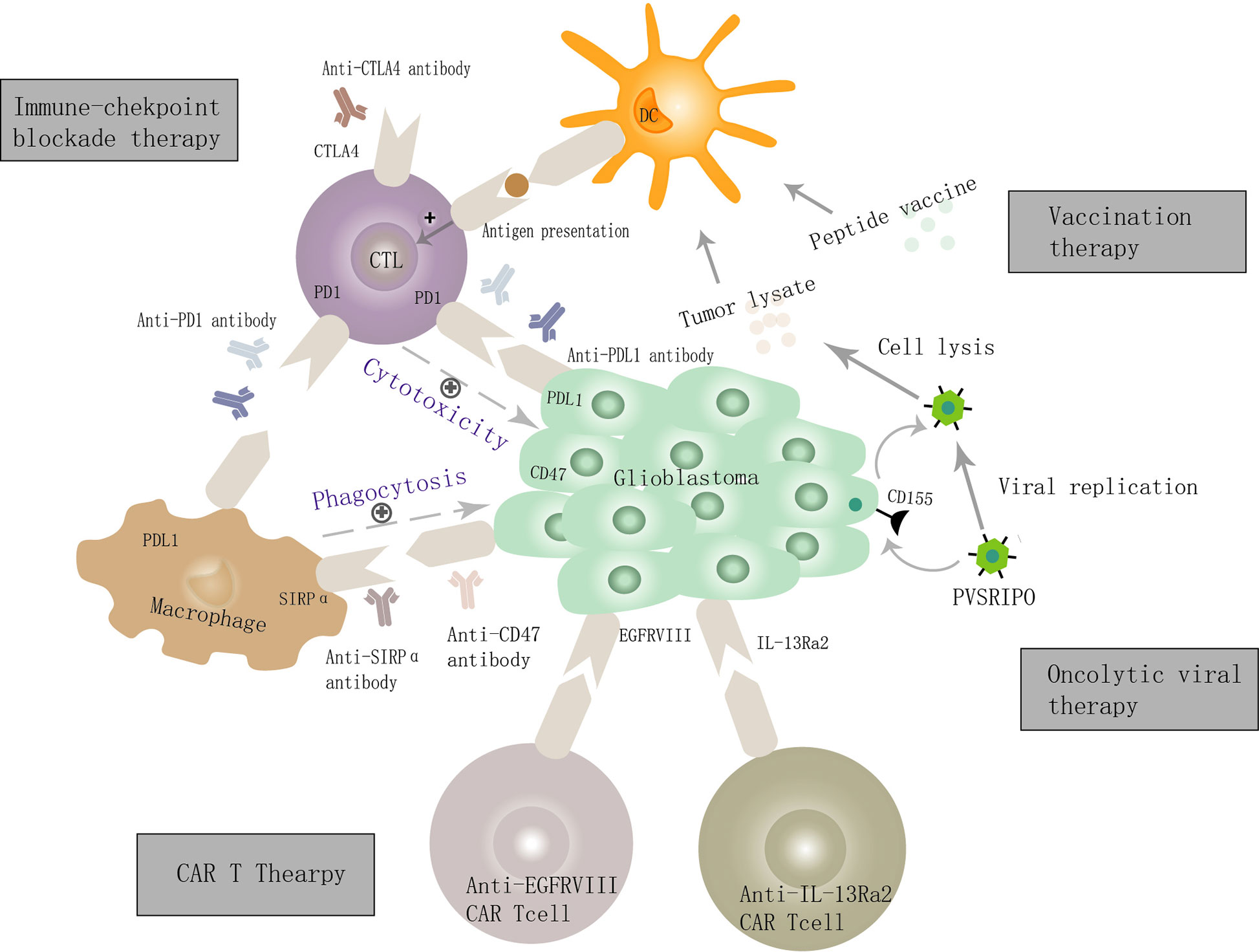 Frontiers | Glioblastoma Immunotherapy Targeting the Innate Immune ...
