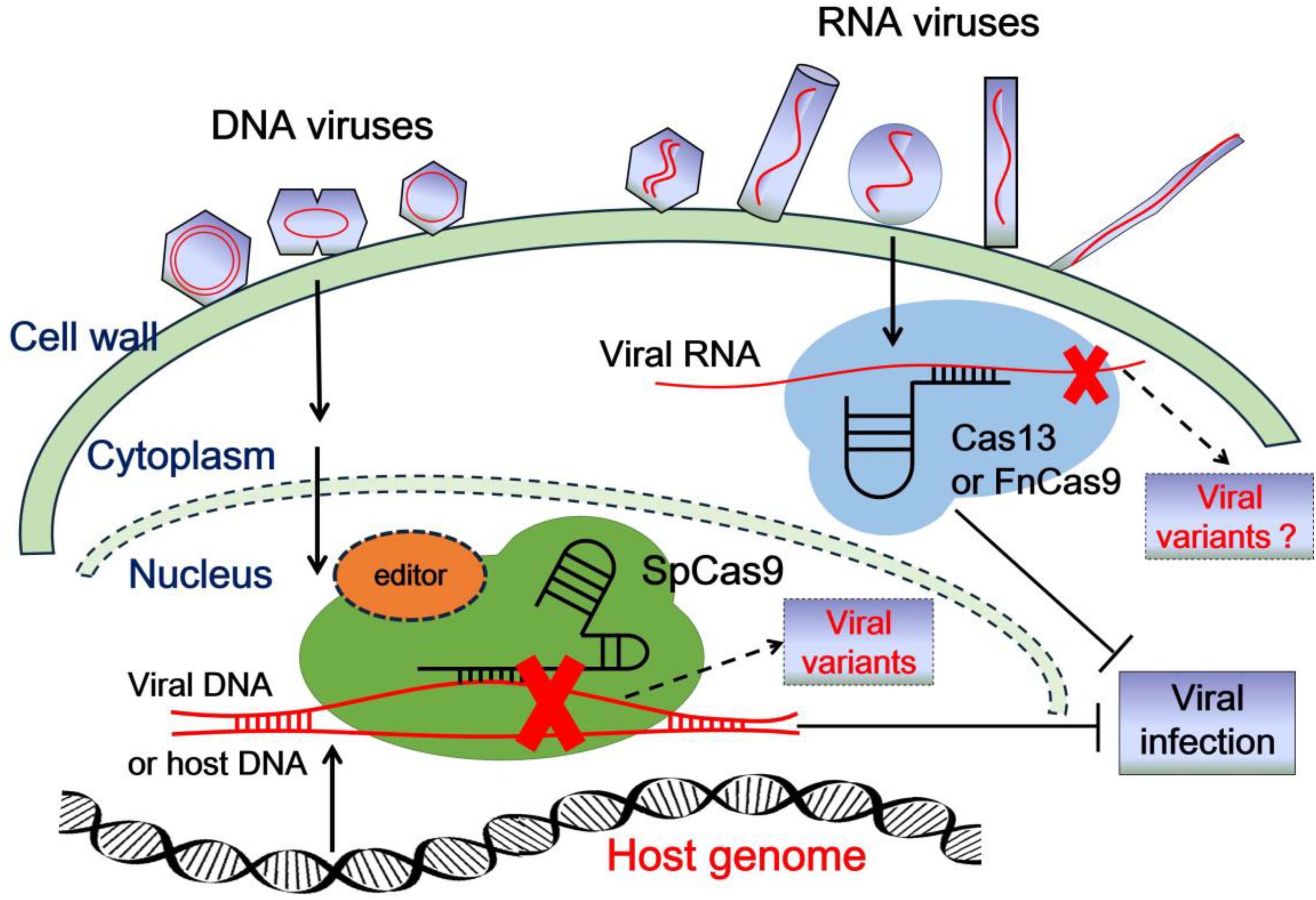 Frontiers Control Of Plant Viruses By Crispr Cas System Mediated Adaptive Immunity Microbiology