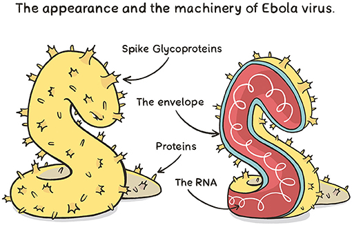 图2——埃博拉病毒的外观和机械。