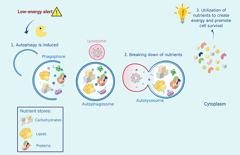 图2 -自噬帮助细胞经历饥饿或营养剥夺。