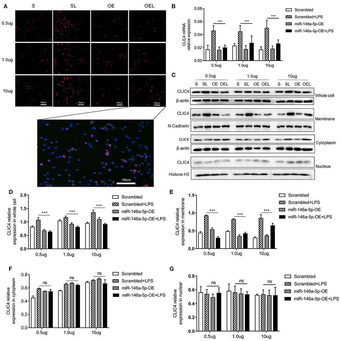 Frontiers | MiR-146a-5p Mimic Inhibits NLRP3 Inflammasome Downstream ...