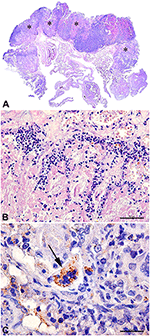 Frontiers | Canine Brucellosis: An Update | Veterinary Science