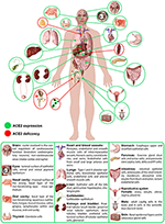 Frontiers | Body Localization of ACE-2: On the Trail of the Keyhole of ...