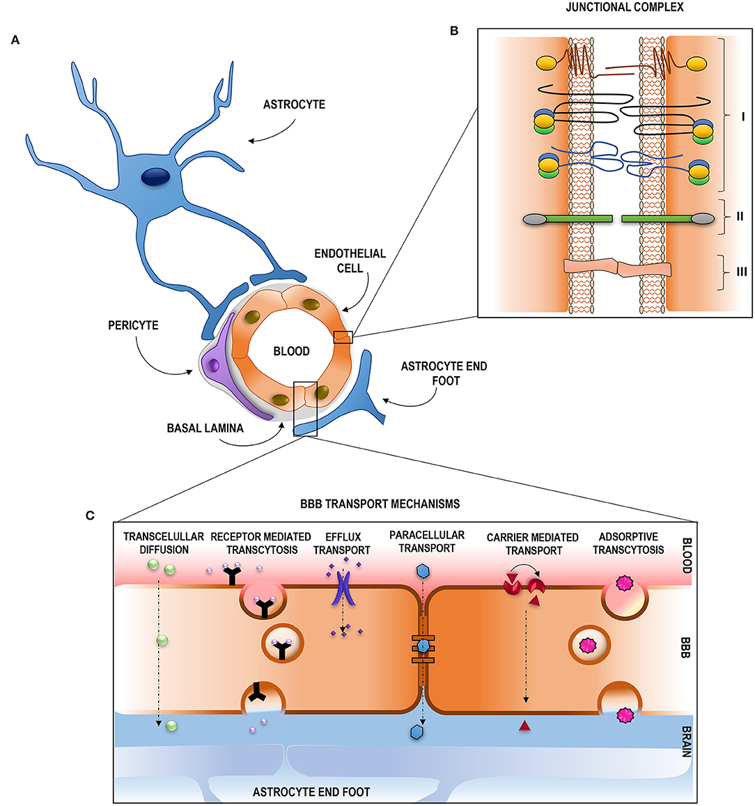 Sky eksekverbar Abe Frontiers | Pathophysiology of Blood–Brain Barrier Permeability Throughout  the Different Stages of Ischemic Stroke and Its Implication on Hemorrhagic  Transformation and Recovery | Neurology