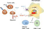 Frontiers | Tumor Cell-Secreted ISG15 Promotes Tumor Cell Migration and ...