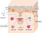 Frontiers | A Plausible Role for Collectins in Skin Immune Homeostasis ...