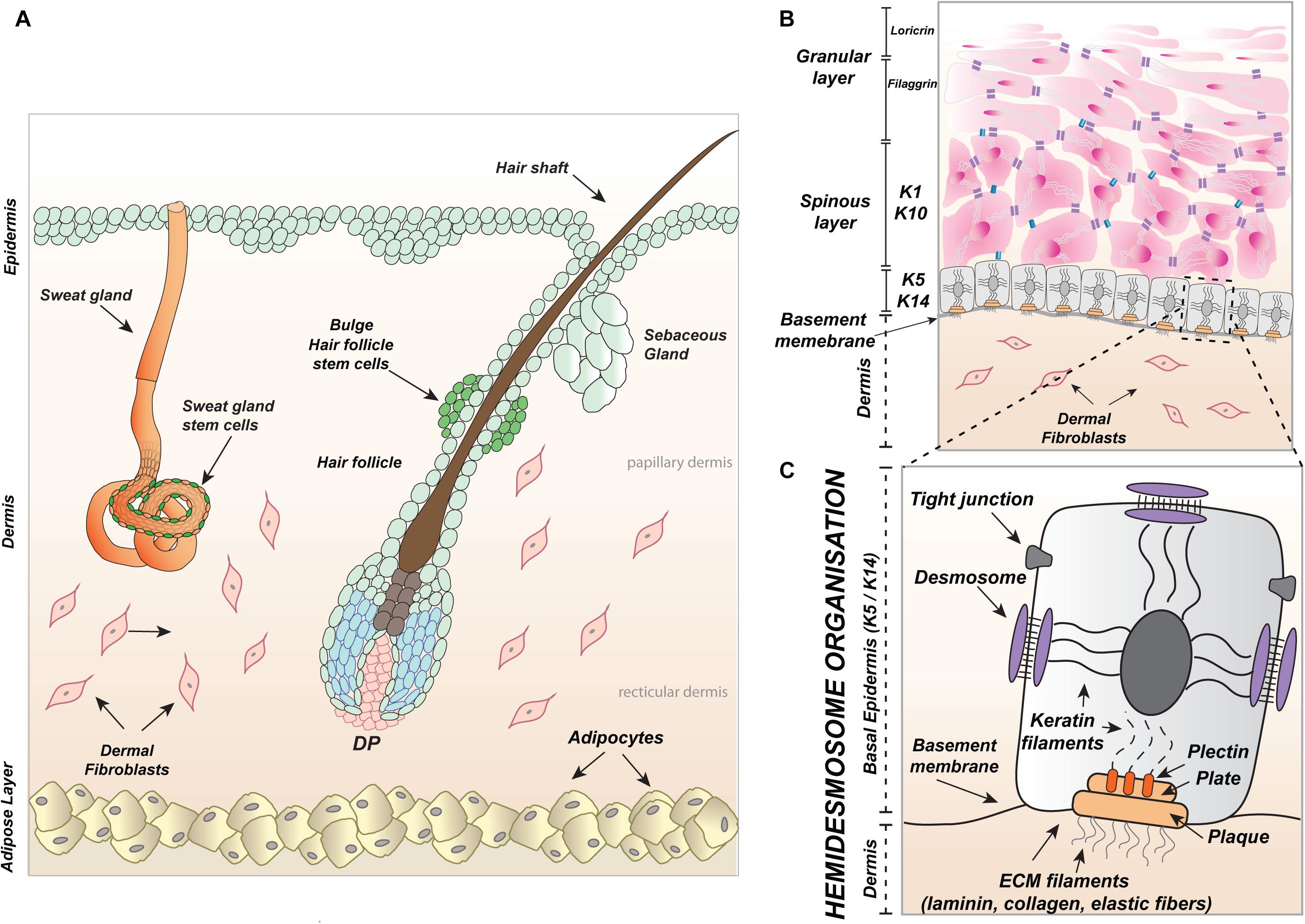 Frontiers | An Intrinsic Oscillation of Gene Networks Inside Hair Follicle  Stem Cells: An Additional Layer That Can Modulate Hair Stem Cell Activities  | Cell and Developmental Biology