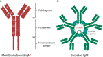 Frontiers | Immunoglobulin M in Health and Diseases: How Far Have We ...