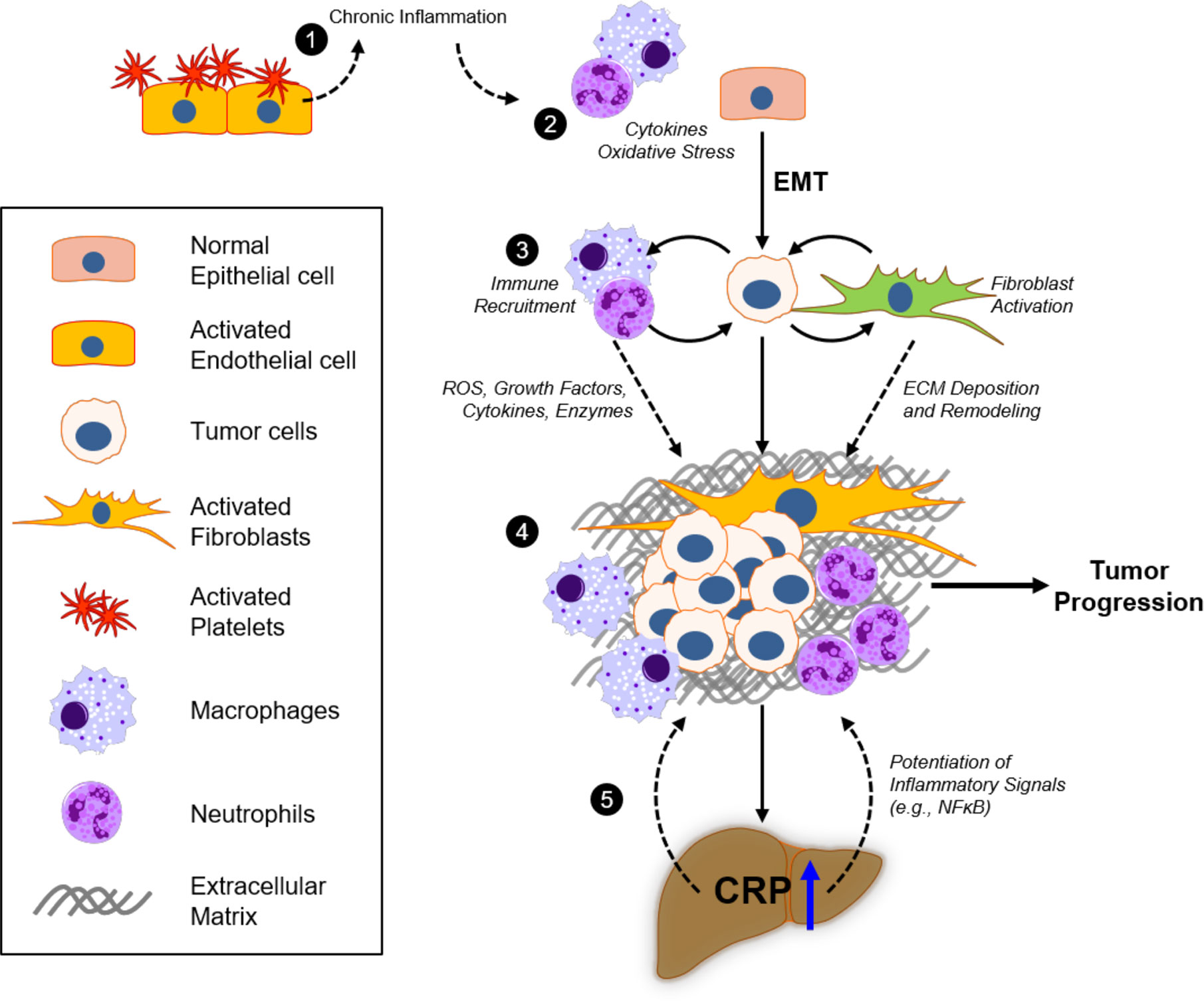 Frontiers C Reactive Protein And Cancer Diagnostic And Therapeutic 