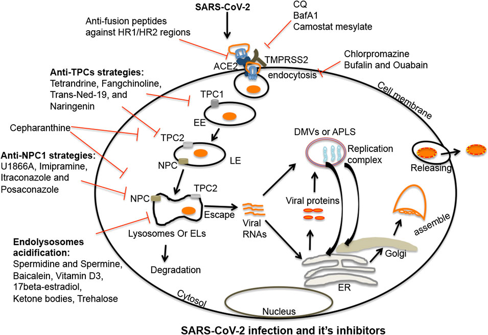 Frontiers | Role Of Endolysosomes In Severe Acute Respiratory Syndrome ...