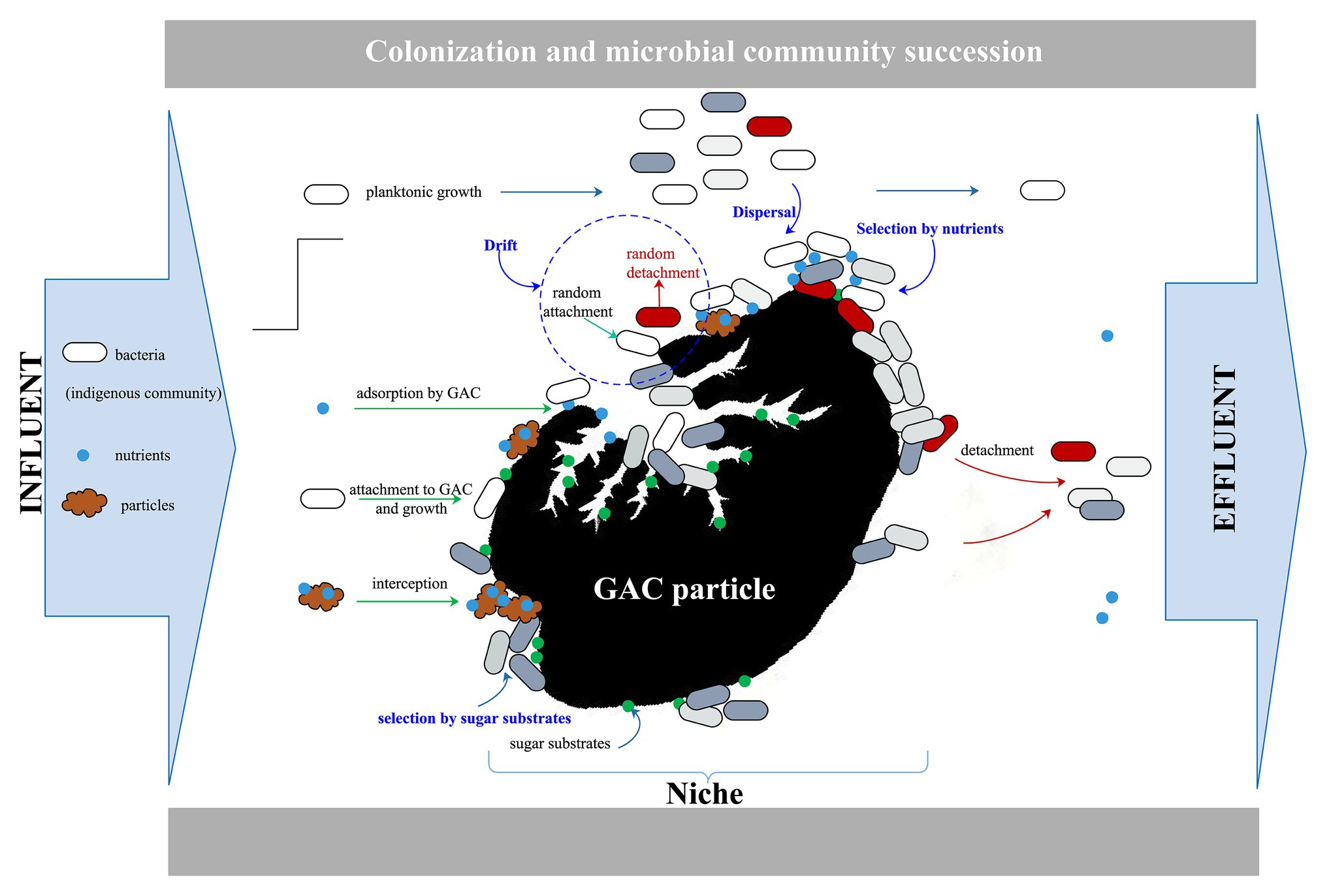 Frontiers Substrate Pre Loading Influences Initial Colonization Of Gac Biofilter Biofilms Microbiology
