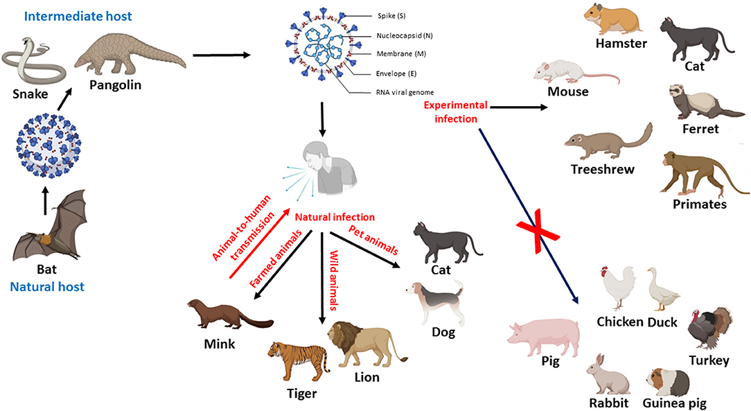 Frontiers An Overview Of Sars Cov 2 And Animal Infection Veterinary Science
