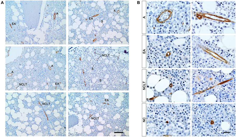 Frontiers High Nestin Expression Marks The Endosteal Capillary Network In Human Bone Marrow Cell And Developmental Biology
