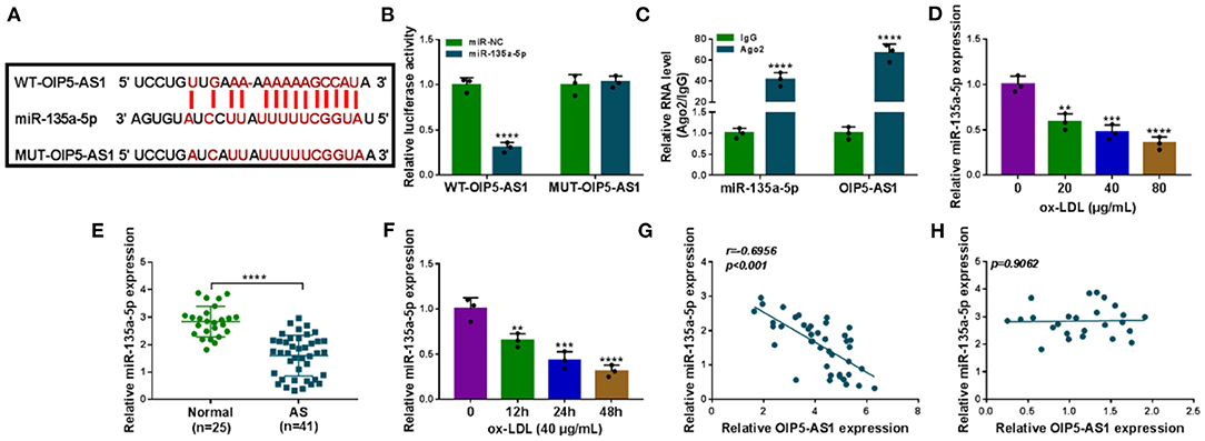 Frontiers Silencing Of Oip5 As1 Protects Endothelial Cells From Ox Ldl Triggered Injury By Regulating Klf5 Expression Via Sponging Mir 135a 5p Cardiovascular Medicine