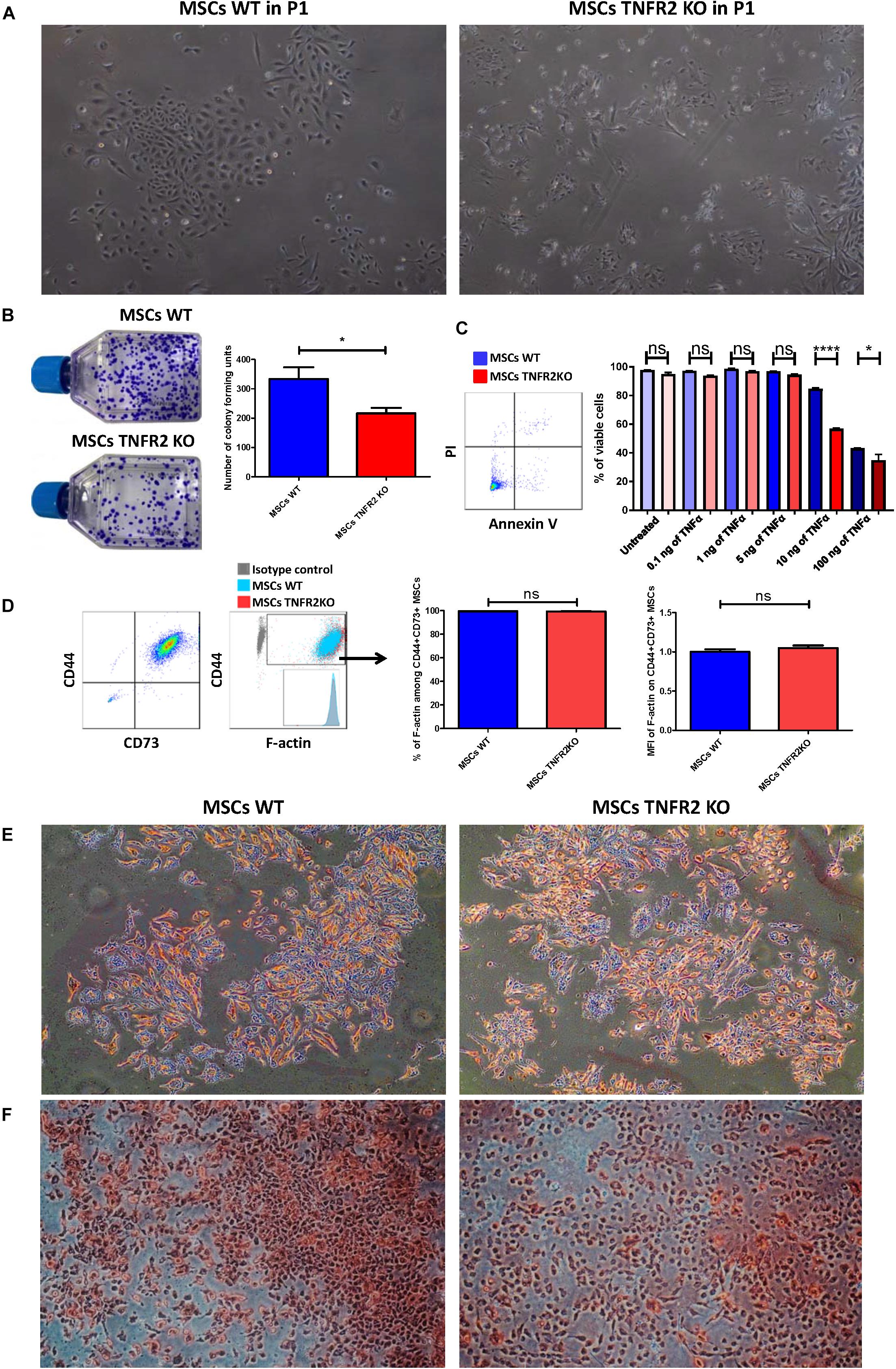 Frontiers Tnfr2 Is A Crucial Hub Controlling Mesenchymal Stem Cell Biological And Functional Properties Cell And Developmental Biology