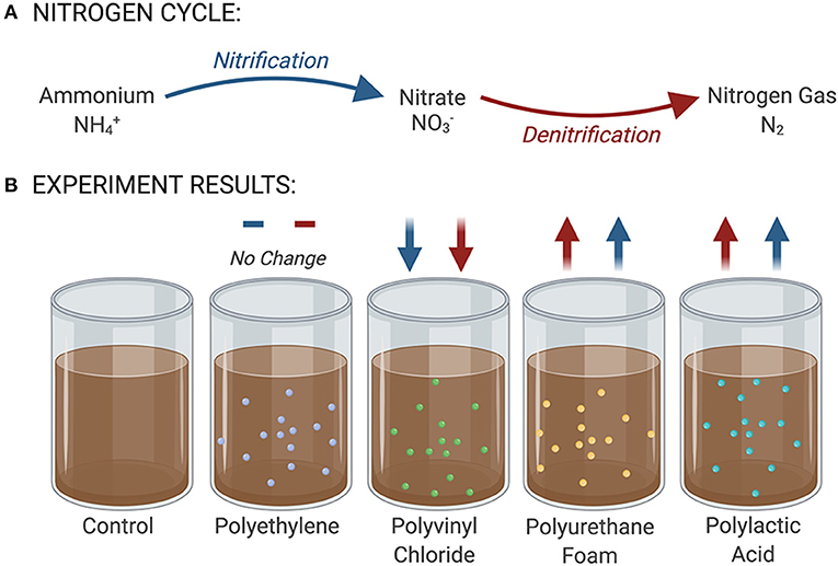 图2 (A)水生沉积物中的氮循环的关键组件。