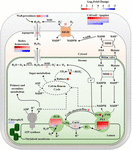 Frontiers | Chloroplast Electron Chain, ROS Production, and Redox ...