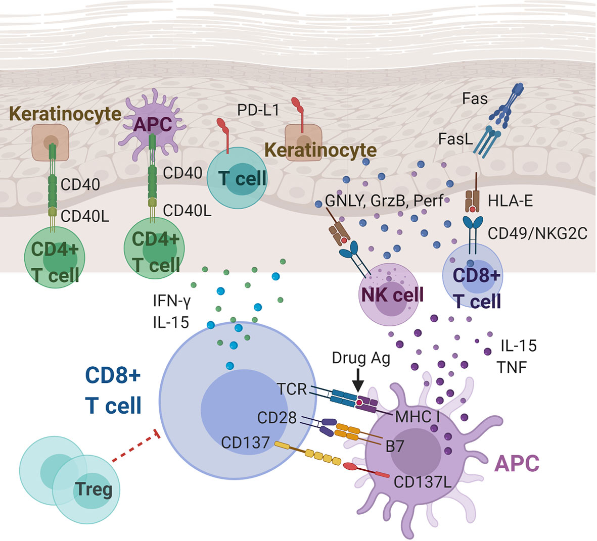 Frontiers The Roles Of Immunoregulatory Networks In Severe Drug Hypersensitivity Immunology
