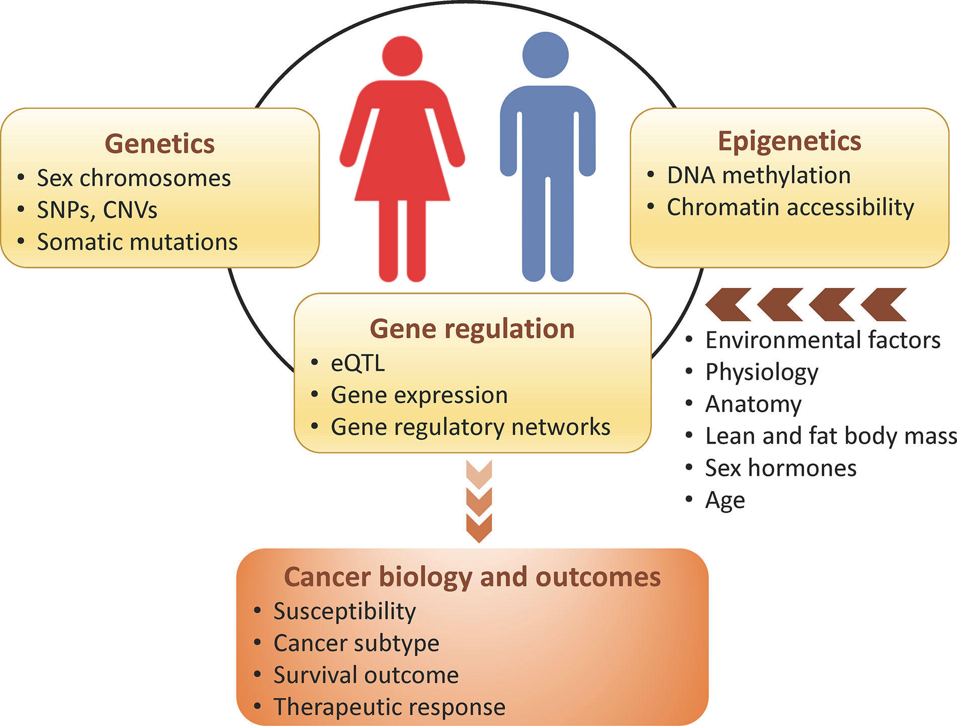 Frontiers GenomeWide Sex and Gender Differences in Cancer