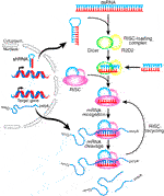 Frontiers | Rationale and Application of PEGylated Lipid-Based System ...