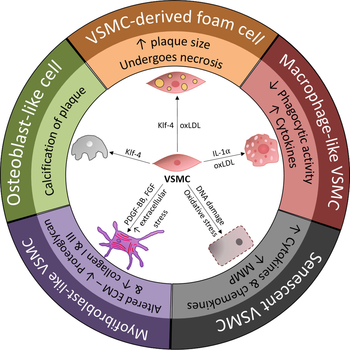 Frontiers Role Of Vascular Smooth Muscle Cell Plasticity And 