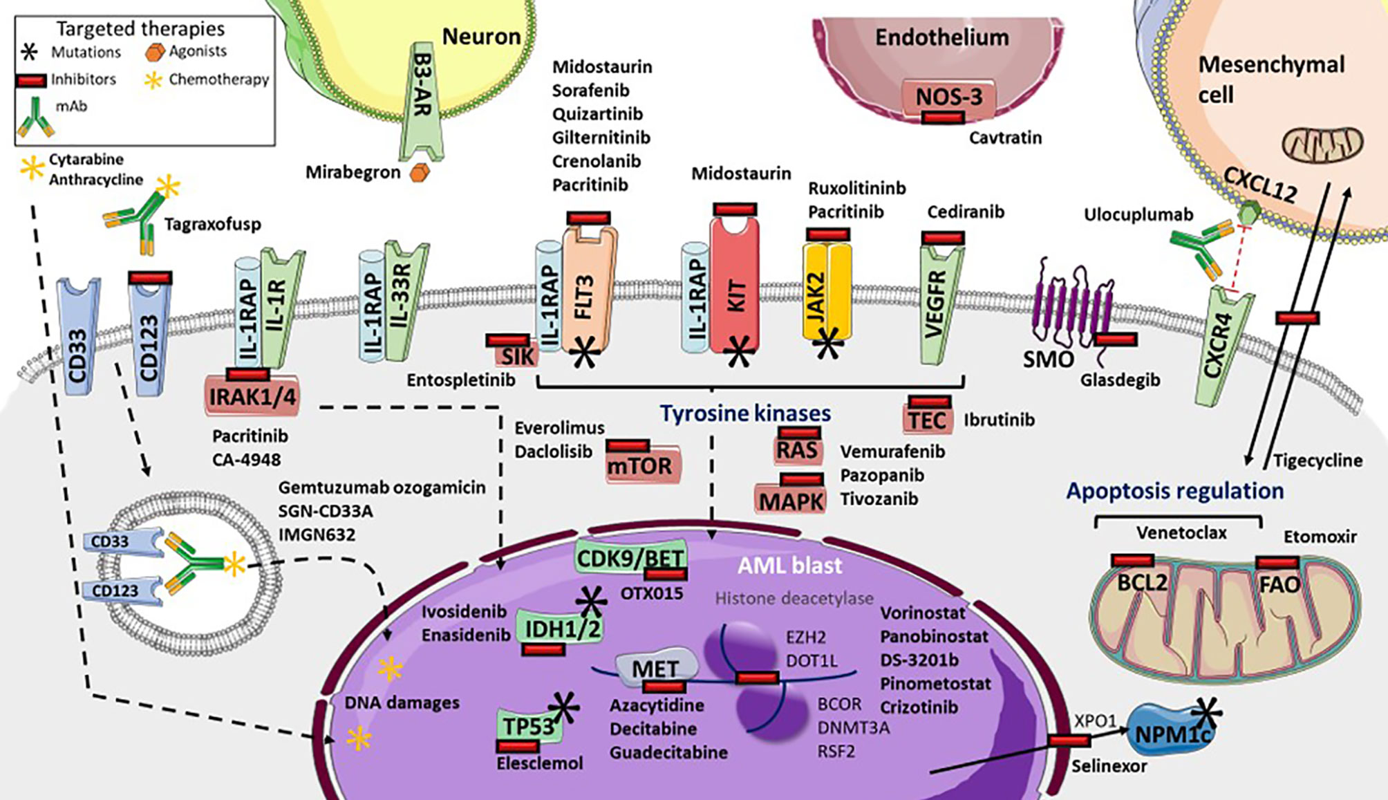 Frontiers  Advances in the molecular pathogenesis and cell